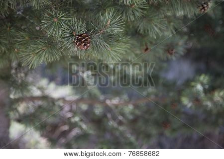 Christmas is coming