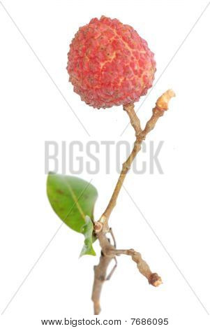 Frugt Litchi