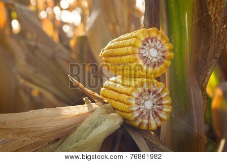 Corn Ear