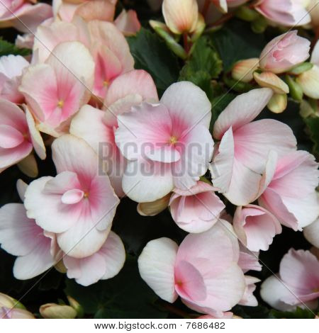 ดอกไม้สีชมพูอ่อนของ Tuberous Begonias
