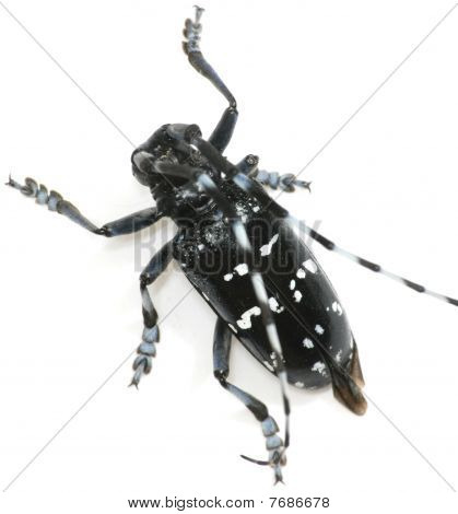 Insekt lange Horn Beetle isoleret