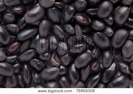 Acacia concinna seed