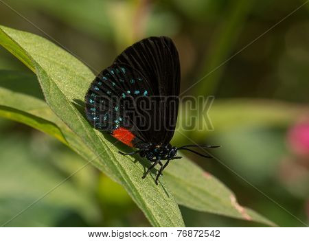 Atala
