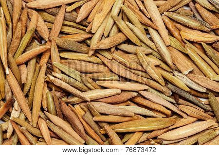 Wrightia tinctoria (indarjao) or Ivory wood