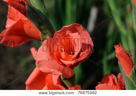 Gladiolus With Dew