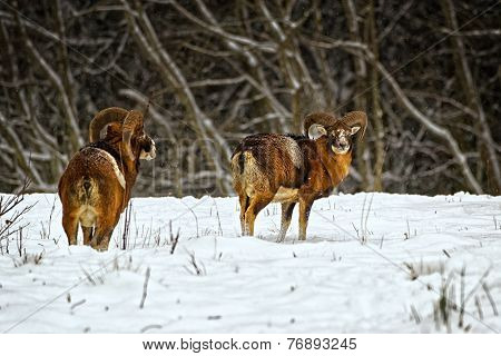 Wild Moufflons In Winter Field