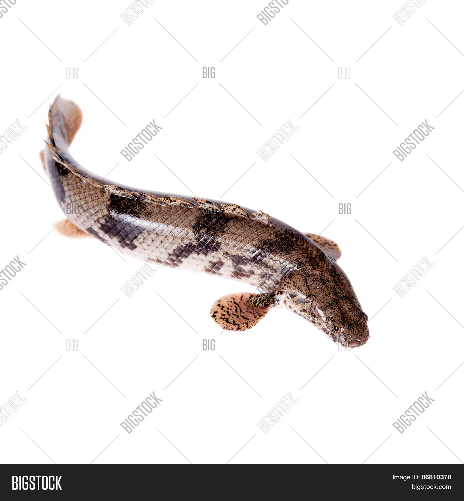 Saddled Bichir On Image & Photo (Free Trial) Bigstock