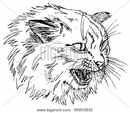 angry cat