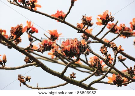 Flowers of red silk-cotton tree