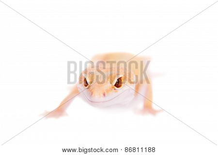 Albino Leopard Gecko On A White Background