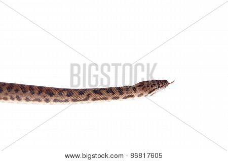 Spotted Python On White Background