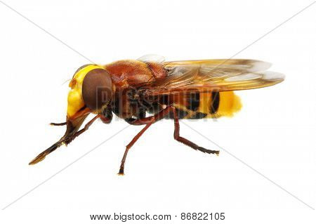 Horsefly isolated on white