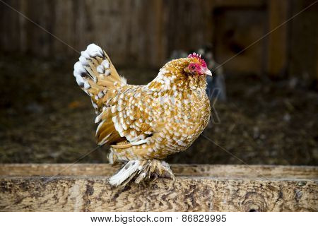 Feathered feet chicken