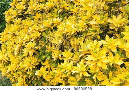 Codiaeum Variegatum