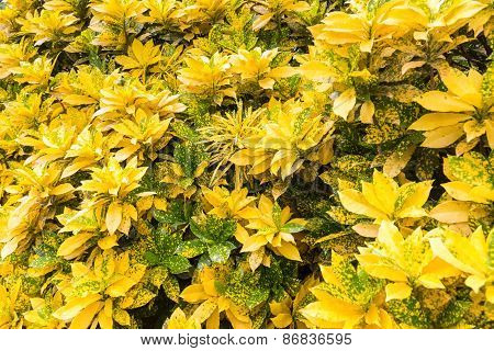 Variegated Laurel Closeup