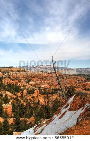 Tree in canyon within Bryce Canyon