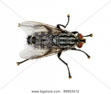  A macro shot of fly on a white background . Live house fly .Insect close-up