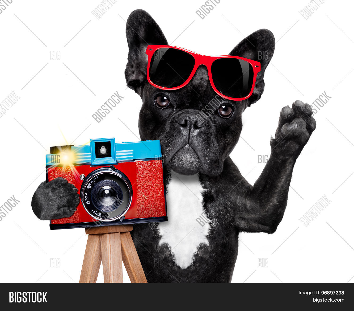Photographer Dog Image & Photo (Free Trial) Bigstock