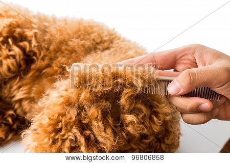 Close up of dog fur combing and detangling during grooming