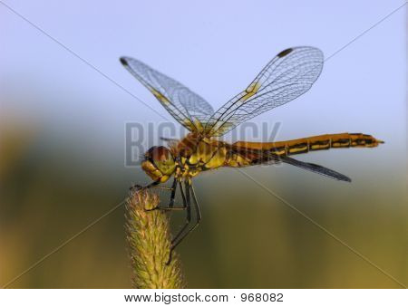 Libelle