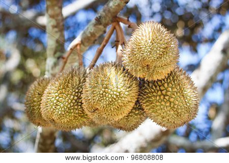 Bunch of durians hanging on tree