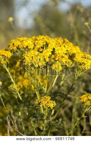 Yellow Ragwort Plant