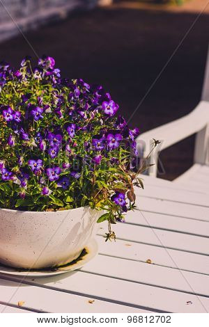 Pansy in a ceramic flowerpot on a table