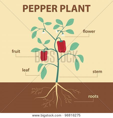 pepper plant