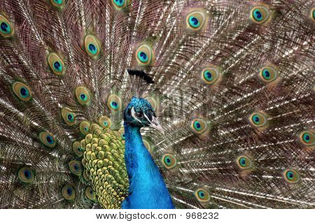 Pfau