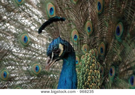 Pfau