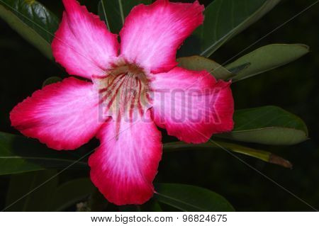 Desert rose Latin name adenium obesum flowers