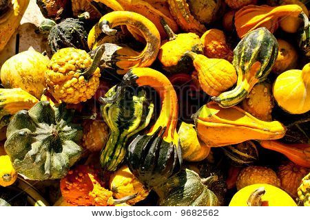 Gourds