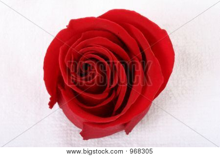 กุหลาบสีแดง