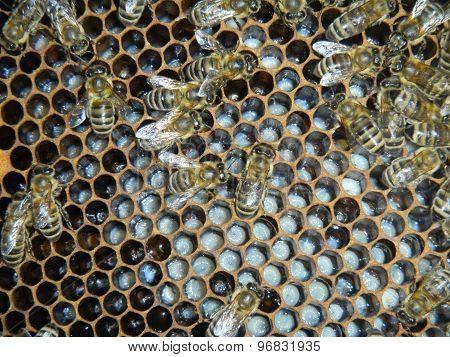 Bees on the honeycomb with larvae