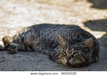 Cat Half Asleep