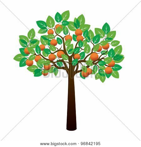 Orange Tree And Fruits. Vector Illustration.