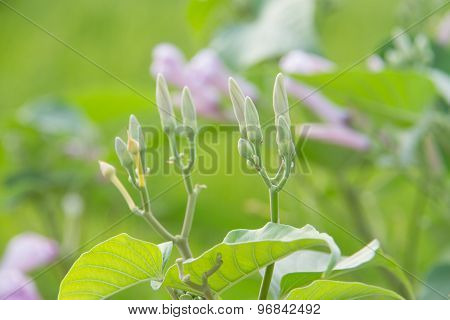 Morning Glory Bud Of Morning Glory Tree Or Ipomoea Carnea Jacq  On A Green Background