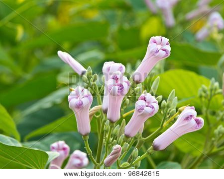 Morning Glory Bud Of Morning Glory Tree Or Ipomoea Carnea Jacq  On A Green Background