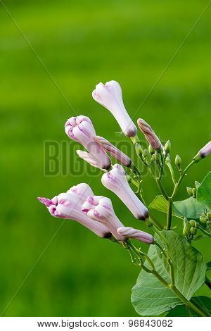 Morning Glory Bud Of Morning Glory Tree Or Ipomoea Carnea Jacq  On A Green Background