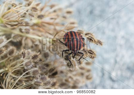 Red striped Graphosoma lineatum/Graphosoma semipunctatum on plant