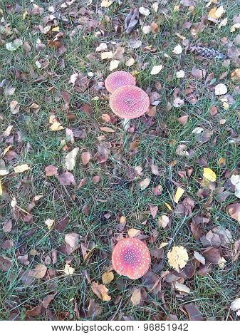 manita muscaria)