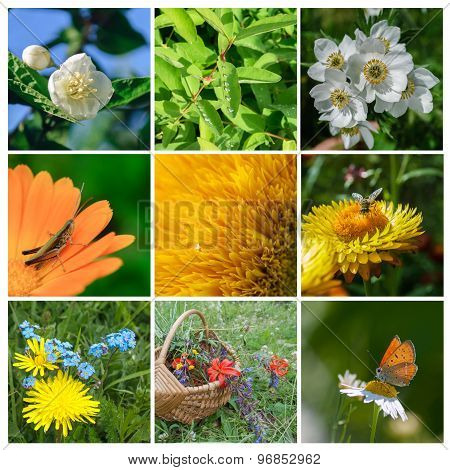 Summer Collage