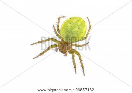 Green Spider On A White Background