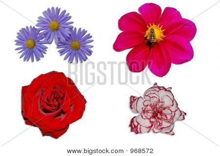 Fleurs