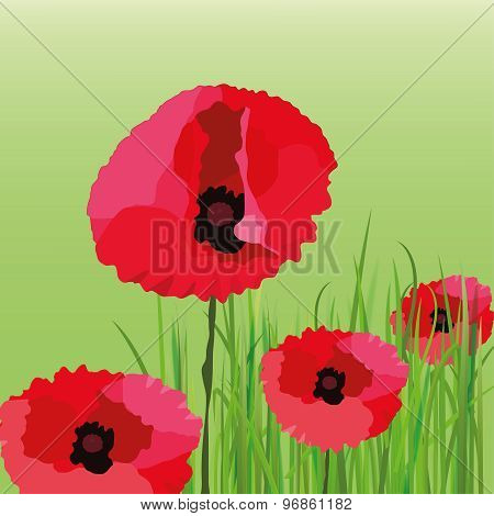 Poppy Flower