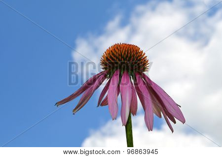 Medicinal plant Echinacea substance - alternative medicine, vitamins