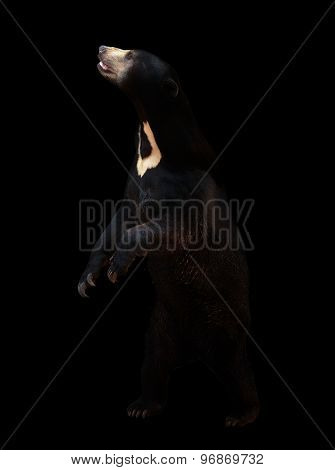 Malayan Sunbear In The Dark Background