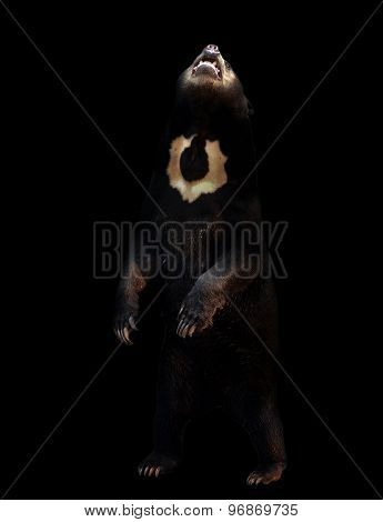 Malayan Sunbear In The Dark Background