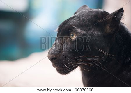 Black Panther