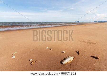 Cuttlefish Bone And Shell